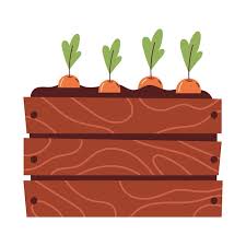 Carrots In Wooden Box Planting