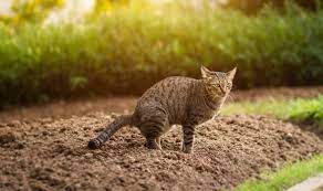 Garden Plants To Deter Cats