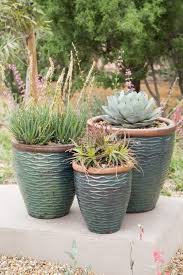 How To Water Succulent Plants
