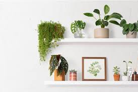 Plant Wall Images Free On