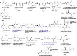 Metabolite Identification Of Ibuprofen