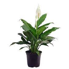 Costa Farms Spathiphyllum Peace Lily