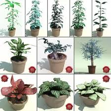 Interior Plants Collection V1 Modelos