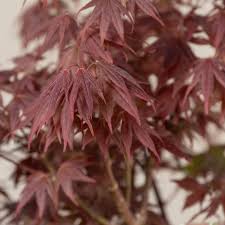 Acer Palmatum Red Flash The Palm