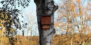 Pros And Cons Of Bat Houses Animal