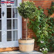 Rustic European Birch Hardwood Round