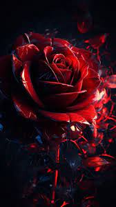 The Dark Red Roses Wallpapers For Iphone