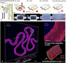 3d Convoluted Renal Proximal Tubules