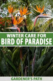 Overwinter Bird Of Paradise Plants