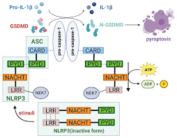 nlrp3 inflammasome in autoimmune diseases