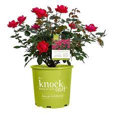 Red Double Knock Out Rose Bush