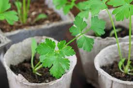 Growing Parsley A Quick And Dirty Guide