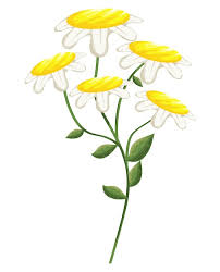 Page 5 Wildflower Png Cutouts Vectors