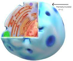 Spherical Tissue Due To Thermal Therapy