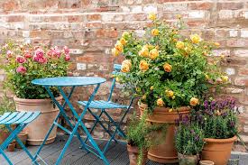 How To Grow Roses In Pots