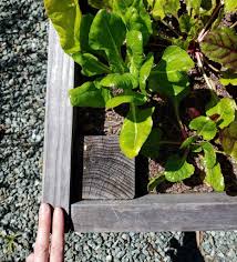 How To Build A Raised Garden Bed Step