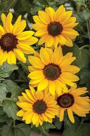 Growing Sunflowers The Complete Guide