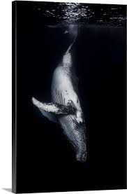 Black Whale Wall Art Canvas Prints