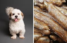 Can Dogs Eat Cassava Yuca Kate S