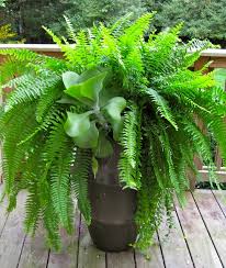 Get To Know Boston Fern A Plant That S