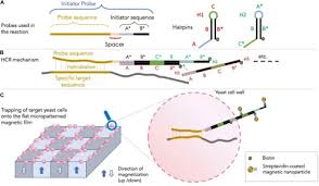 Eukaryotic Cell Capture By Amplified