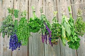 Herbs To Grow Sow This Summer