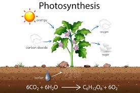 Photosynthesis Images Browse 93 753