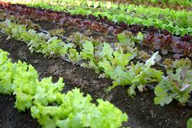 Gardening In Cottage Country