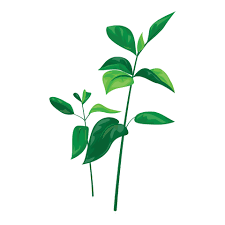 Garden Soybean Plant Icon Cartoon