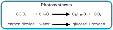 Photosynthesis Chemiosmosis Diagram