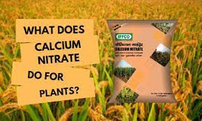 What Does Calcium Nitrate Do For Plants