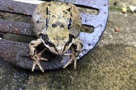 Frogs Get Frisky In Beer Garden