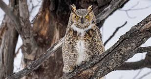 Great Horned Owl Overview All About