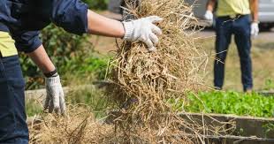 Use Straw In The Garden