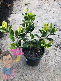 Gardenia Augusta Florida 6 Pot