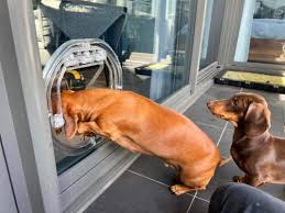 Dog Doors Installers Sydney Sydney