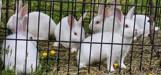 Cage System Of Rearing Rabbit For