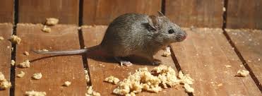 Preventing Mice Infestations Okil
