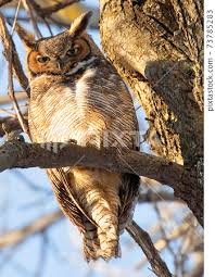 Great Horned Owl Standing On A Tree