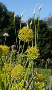 Edimentals Perennial Vegetables