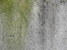 How To Clean Mold From Concrete And