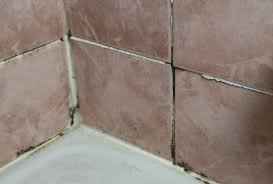 Clean Mildew And Mold From The Shower