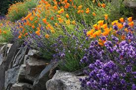 Gravel And Rock Gardens Inspiring