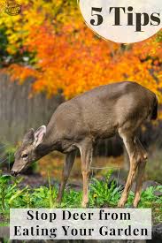 Ways To Stop Deer From Eating Plants