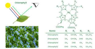 Photosynthesis Geeksforgeeks