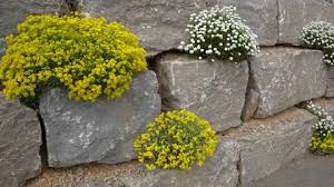 Rock Garden Stock Footage