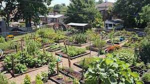 A Lush Green Community Garden Filled