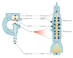 light microscope vs electron microscope