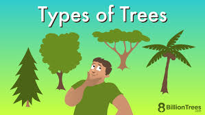 28 Types Of Trees By Location Species