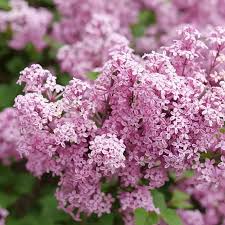 Perennial Flowers Plants For Any
